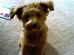 dog 