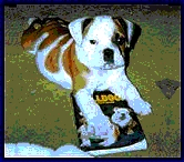 k9