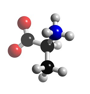 Alanine Amino Acid