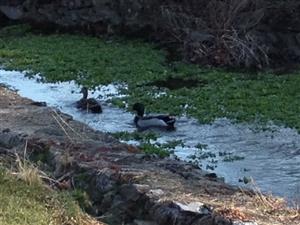 Mallards Mallards