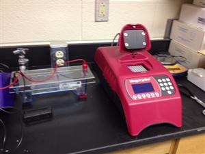 PCR 
