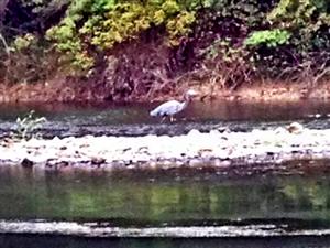 heron 