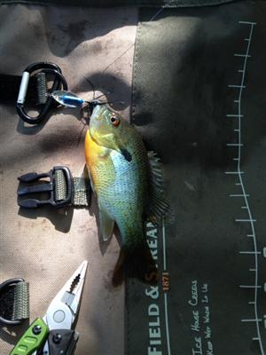 Readear Sunfish 