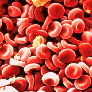 Red Bood Cells