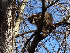 Raccoon Raccoon