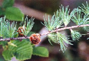 tamarack