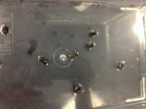 11 toads 
