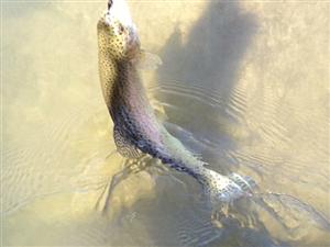 Trout Trout
