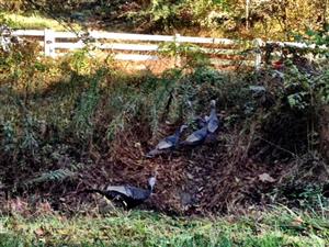 TulpyTurkeys 