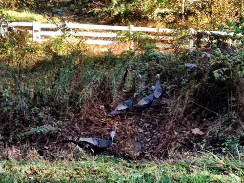 Turkeys 