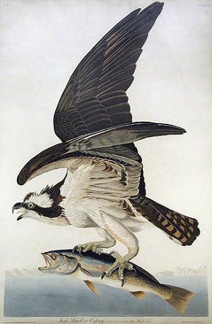 Audubon