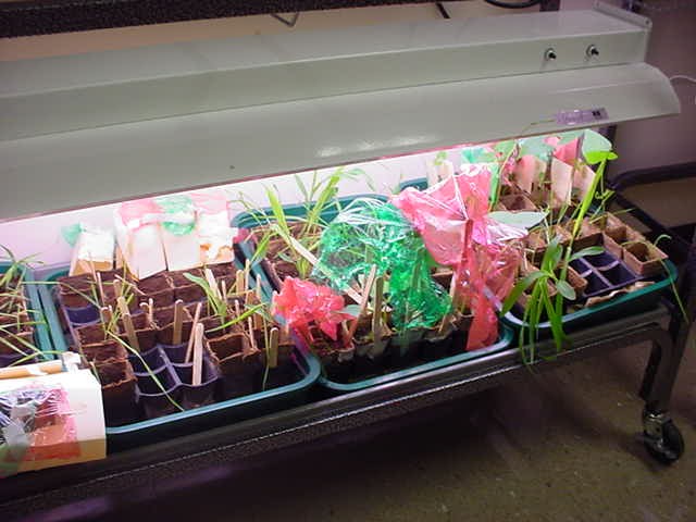 plant