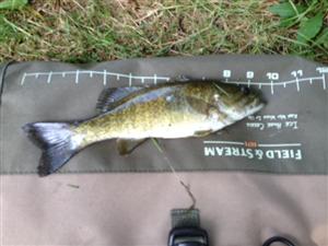 Rock Bass 