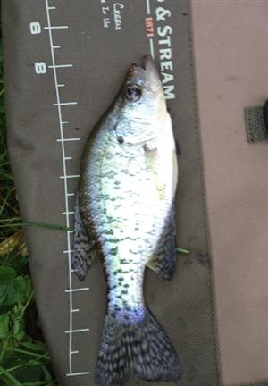 Black Crappie 