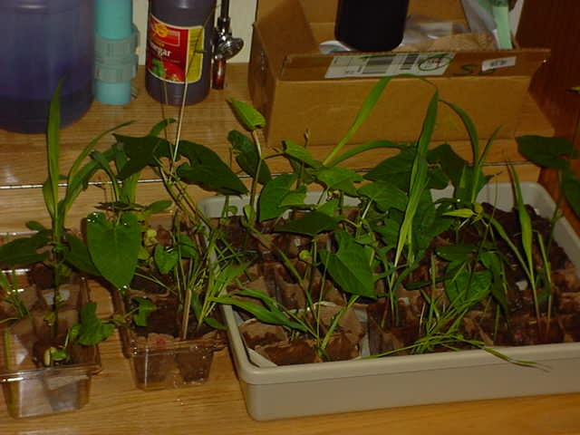 plant