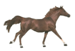 horse 
