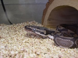 snake