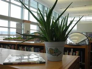 Plant 